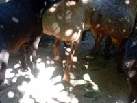 Carnero, Rhon sheep — foto 5
