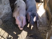 Sow, Pigs — photo 5