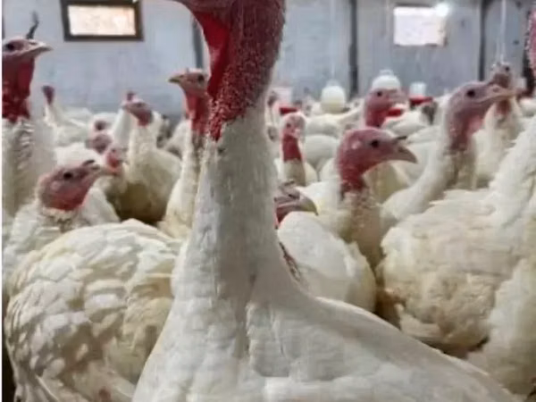 Turkeys — ارمنستان