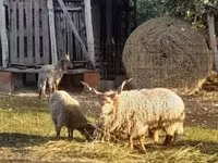 Хуц, Baerchuke sheep — 2 зураг