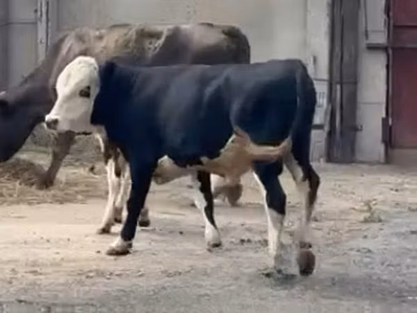 公牛, Kazakh White-headed cow — 哈萨克斯坦