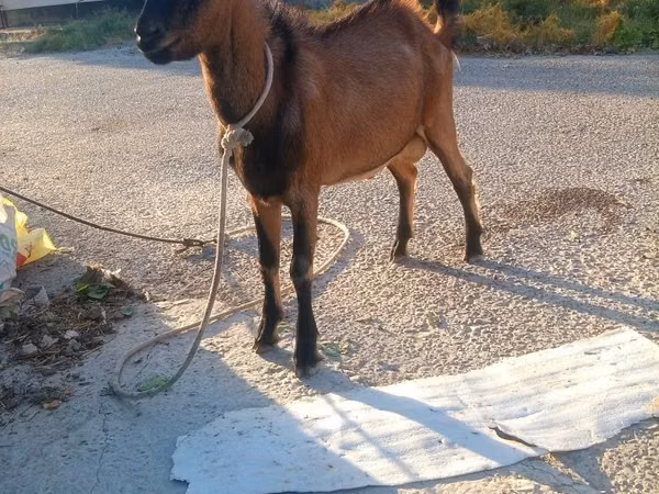 Goat, Goats — Uzbekistan