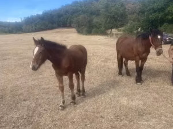 Mare, Horses