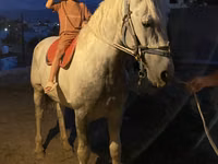 Ձի, Kazakh horse — լուսանկար 3