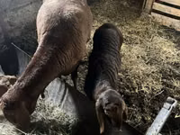 Schaap, Schapen — foto 2