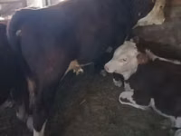 Bovins (lot, sexe non indiqué), Vache kazakhe à tête blanche — photo 5