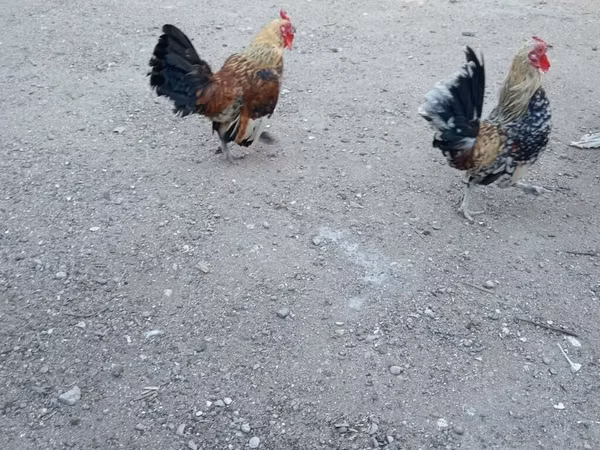 Chickens — Азербайджан