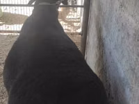 تيس, الماعز — الصورة 2
