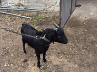 Kambing jantan, Murcia-Granada goats — foto 2