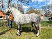 ፈረስ, Horses — ፎቶ 5