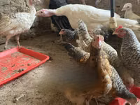 Turkeys — ছবি 2