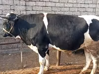 Toro, Russian Black pied cattle — foto 4