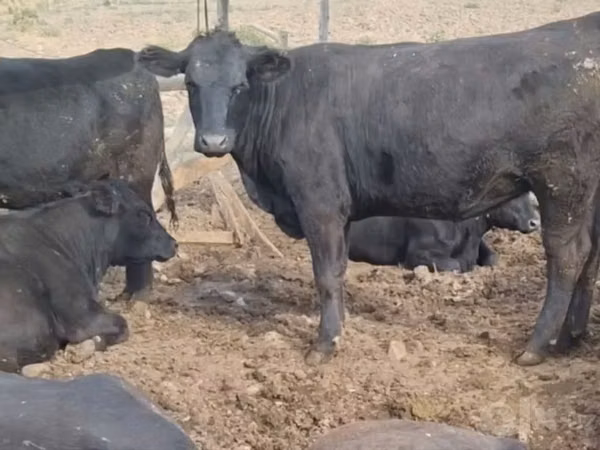 Bull, Aberdeen-Angus — Uzbekistan