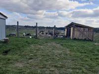 میش, Romanov sheep — عکس 4