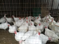 Turkeys — Foto 3