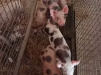 Świnie (partia, płeć nieokreślona), Świnie — zdjęcie 2