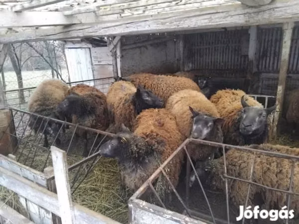 میش, Texel sheep — مجارستان