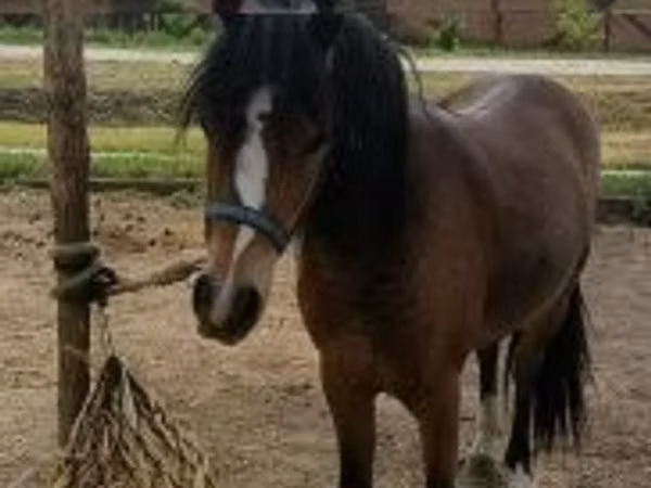Horse (M), Horses — Hungary