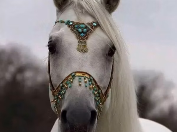 Horses (batch, sex not specified), Akhal-Teke