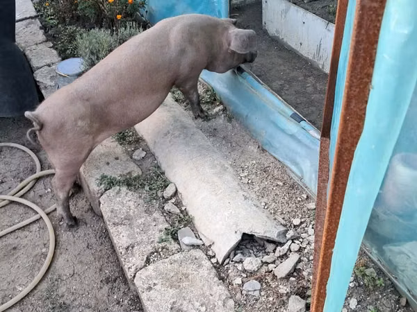 Boar,  — Moldova