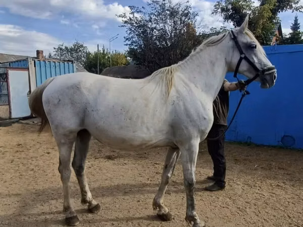Kanca, Orlov Trotter