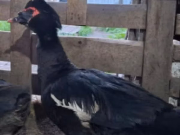 Ducks — Kazachstan