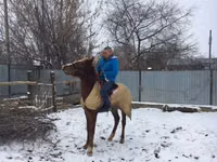 Horses (batch, sex not specified), Horses — photo 3