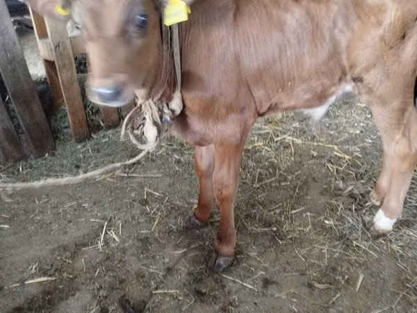 Vache, Bovins — Kirghizstan