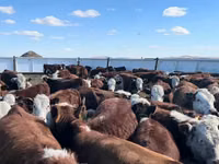 Lembu betina, Hereford — foto 2