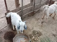 Goat, Goats — photo 1