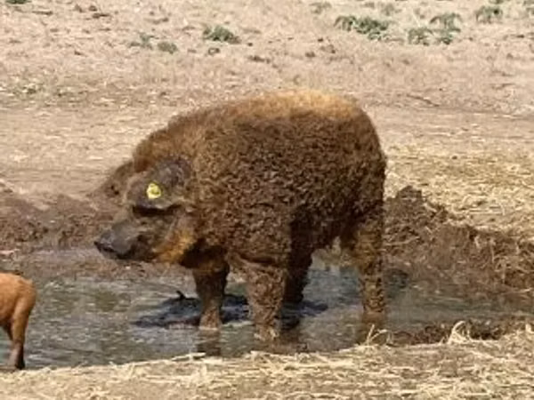 Boar, 