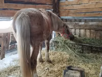 Horse (M), Horses — photo 8