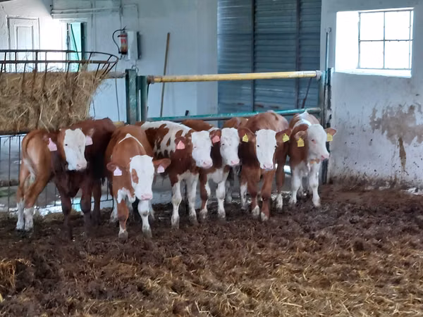 公牛, Simmental cattle