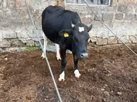 Vache, Bovins — photo 1
