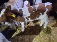 วัวตัวผู้, Simmental cattle — รูปภาพ 3