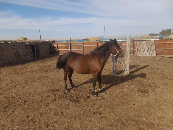 Horse (M), Horses — Kazakhstan