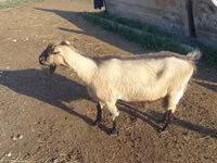 Ged, Alpine goat — foto 3
