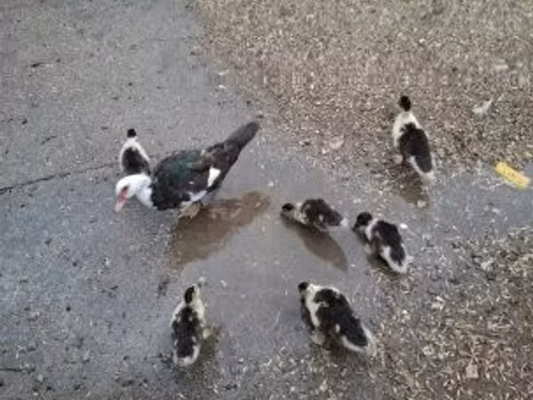 Ducks — مجارستان