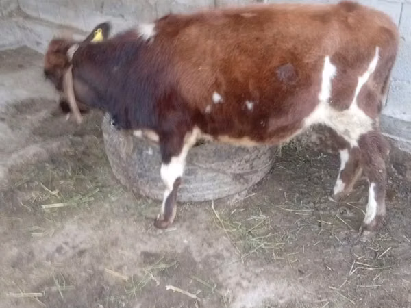 Bull, Swiss cattle