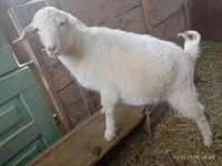 Capra, Saanen goat — foto 1