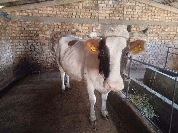Cow, Simmental cattle — Kyrgyzstan