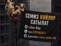 ვერძი, Rhon sheep — ფოტო 1