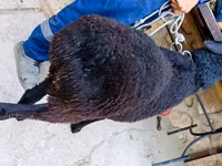 Ram, Hissar sheep — photo 3