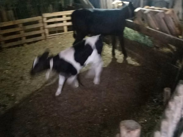 Bull, Cattle — Moldova