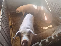 Schweine (Partie, Geschlecht nicht angegeben) — Foto 7