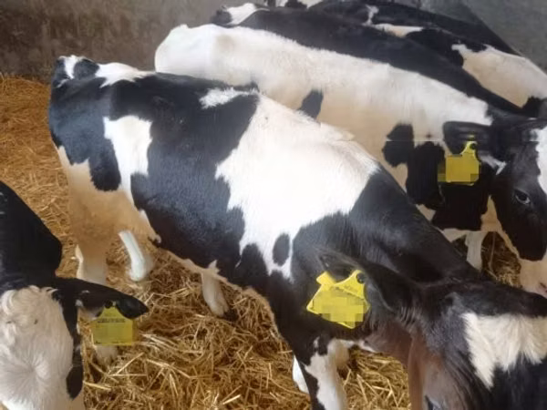 Bull, Holstein breed