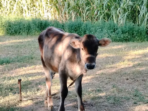 Bull, Simmental cattle — Kyrgyzstan