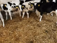 公牛, Holstein breed — 照片 3