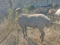 แกะตัวผู้, Arabi sheep — รูปภาพ 3