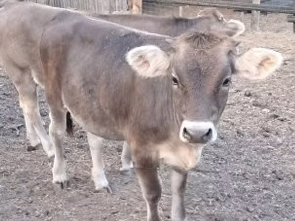 Bull, Bazadez — Hungary